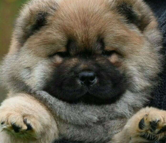 Chow Chow Čau Čau štenci