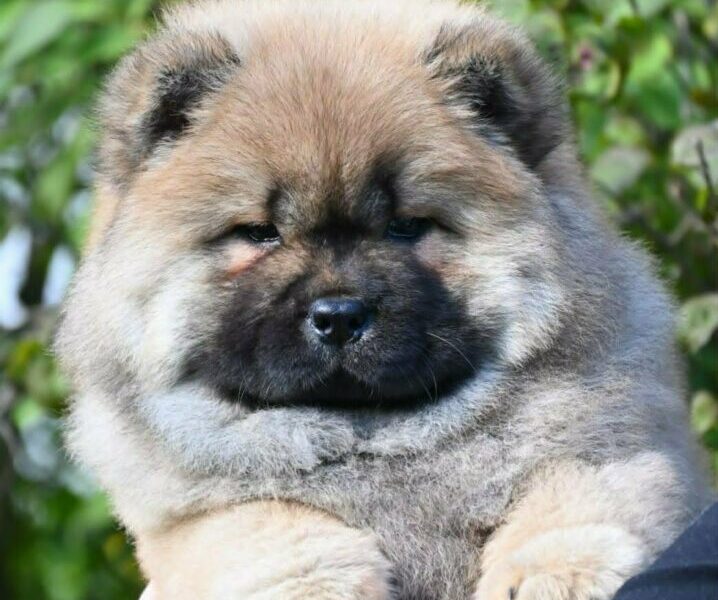 Chow Chow Čau Čau štenci