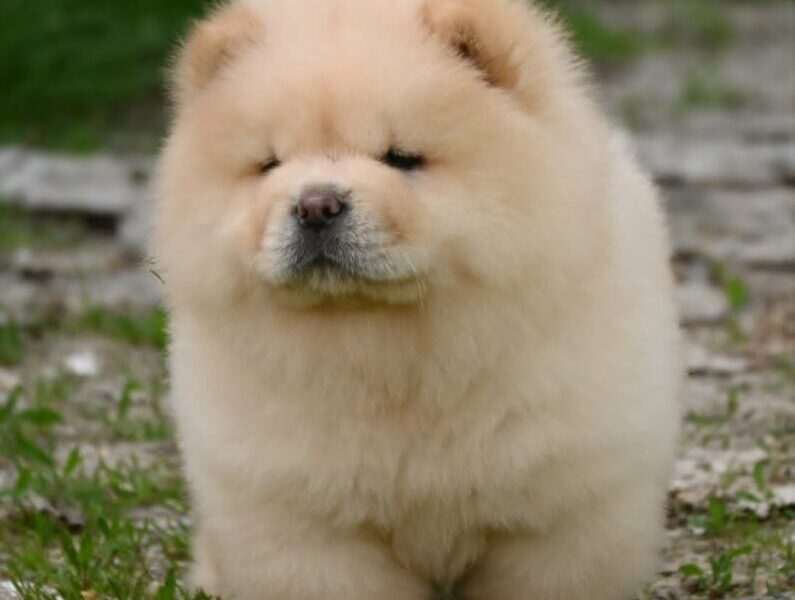 Chow Chow Čau Čau štenci