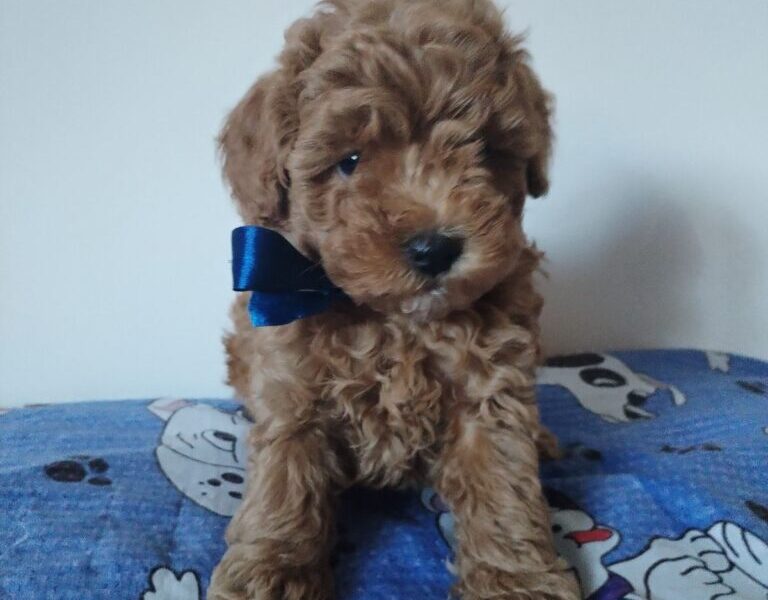 Toy Pudla prelepi štenci
