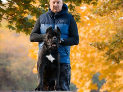 Cane Corso mužjak na prodaju
