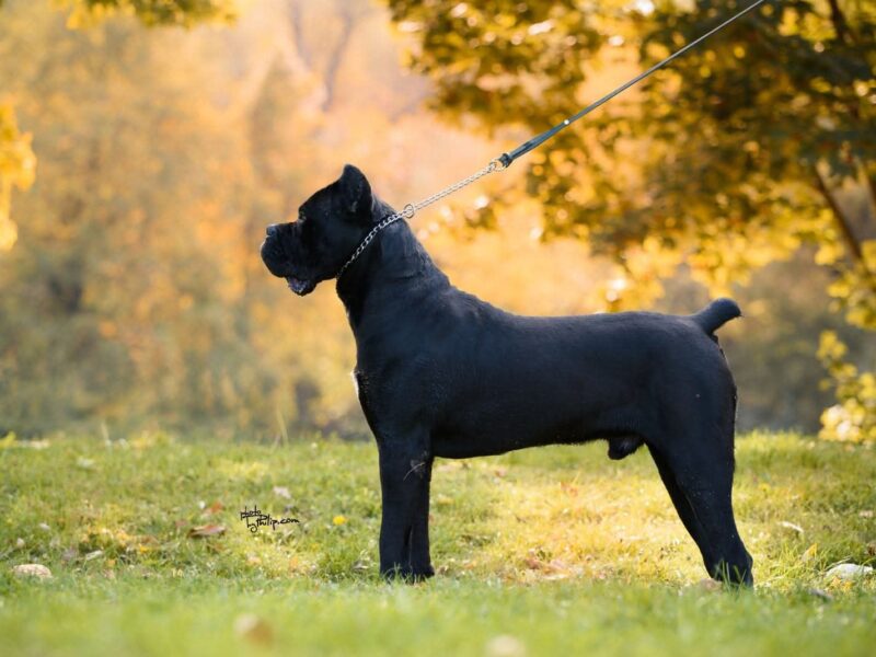 Cane Corso mužjak na prodaju