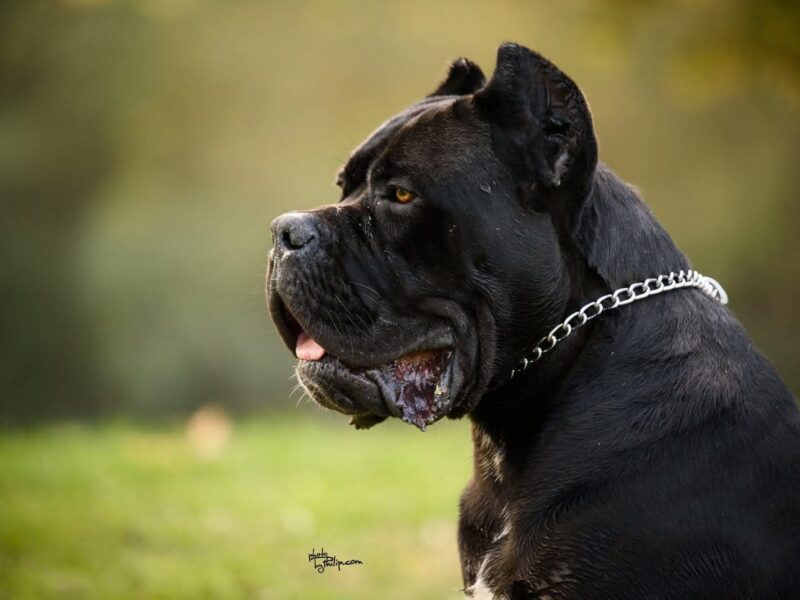 Cane Corso mužjak na prodaju