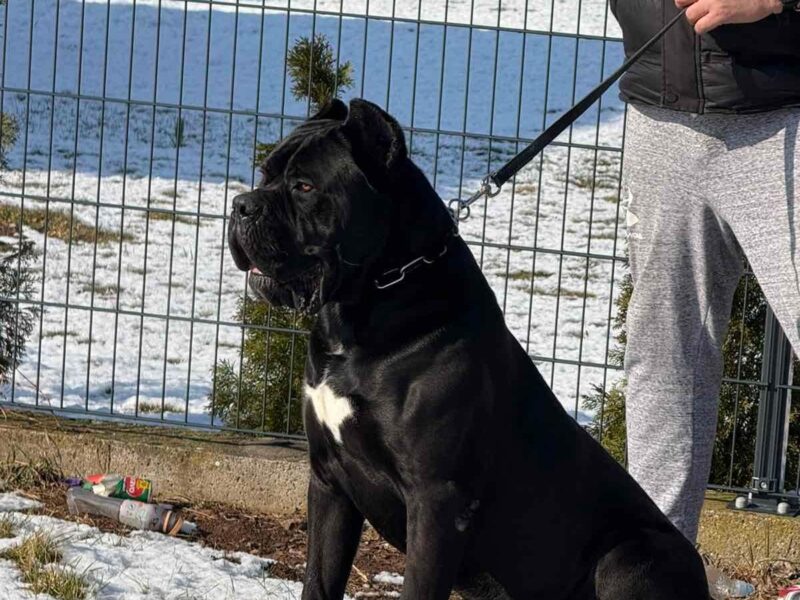 Cane Corso mužjak na prodaju