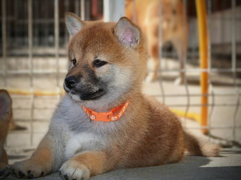 Shiba Inu prelepi štenci