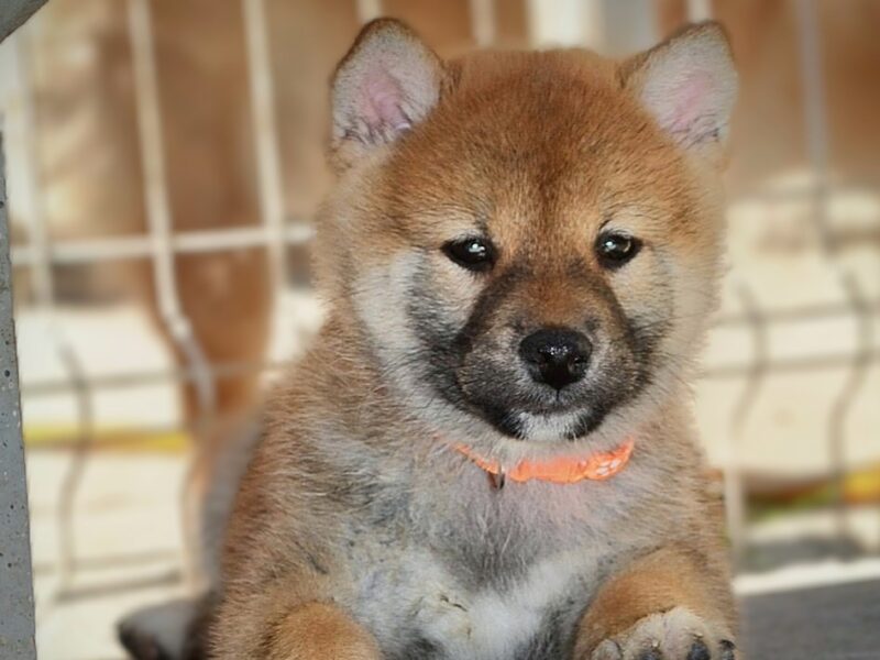 Shiba Inu prelepi štenci