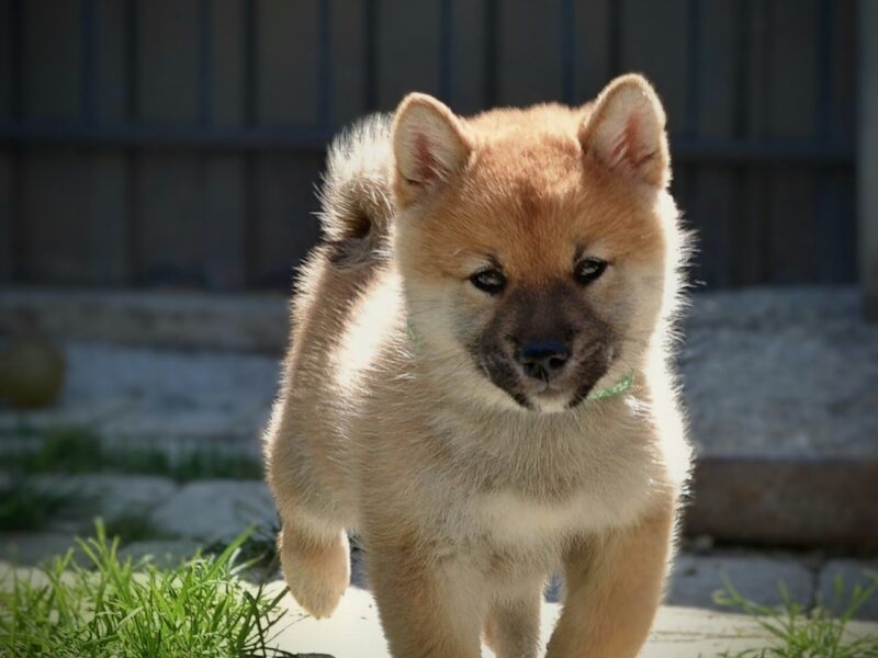 Shiba Inu prelepi štenci