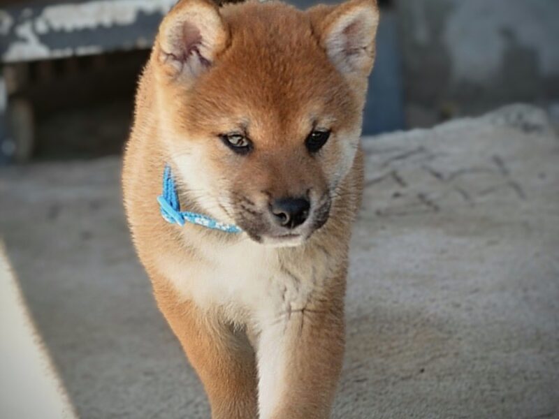 Shiba Inu prelepi štenci