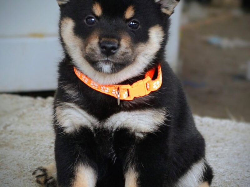 Shiba Inu prelepi štenci
