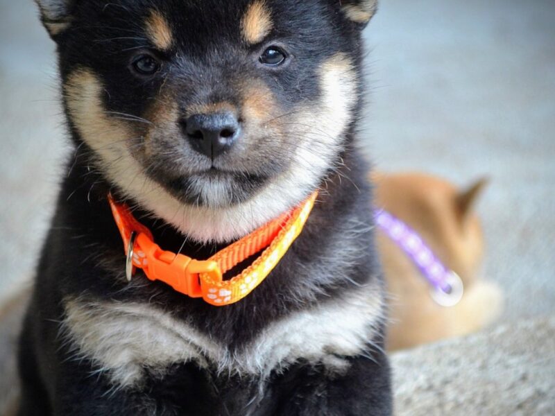 Shiba Inu prelepi štenci
