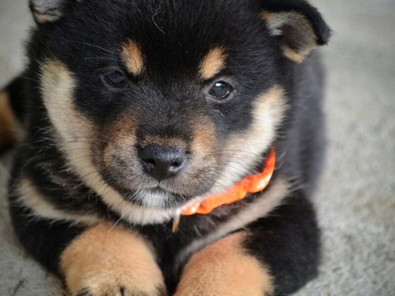 Shiba Inu prelepi štenci