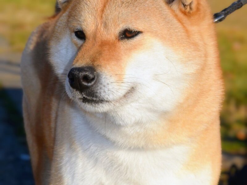 Shiba Inu prelepi štenci