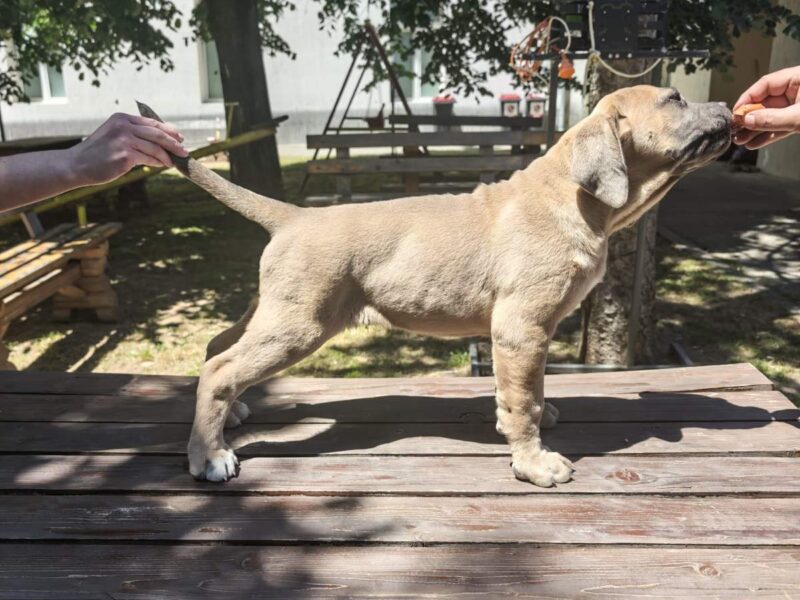 Cane Corso Kane Korso prelepi formentino štenci