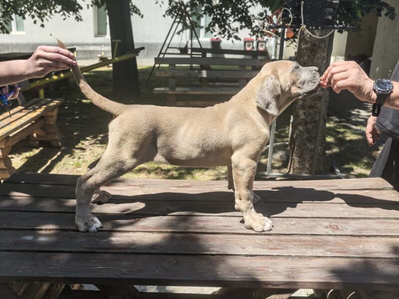 Cane Corso Kane Korso prelepi formentino štenci