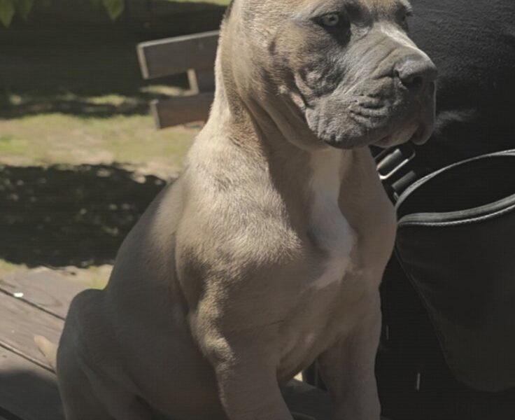 Cane Corso Kane Korso prelepi formentino štenci