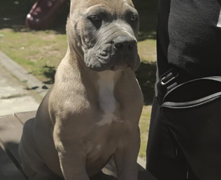 Cane Corso Kane Korso prelepi formentino štenci