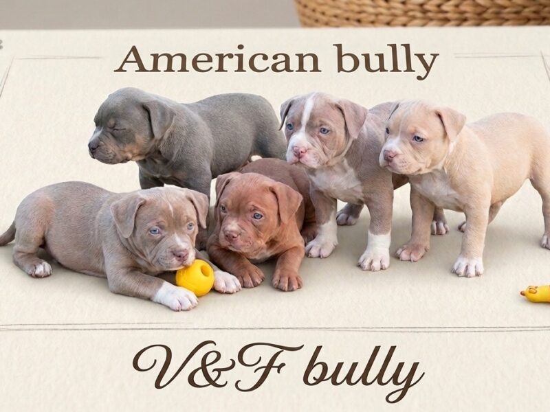American bully pocket lilac štenci