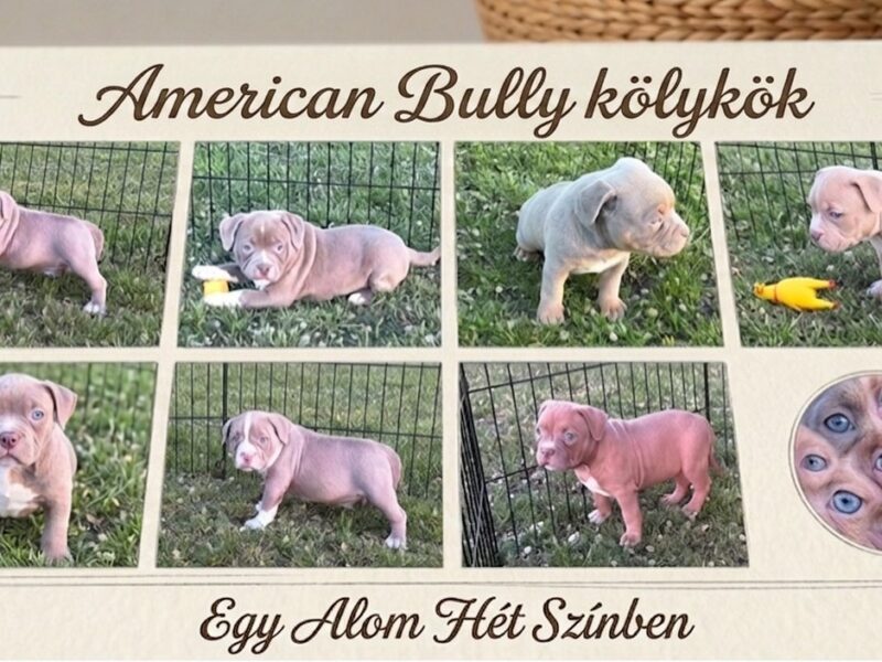 American bully pocket lilac štenci