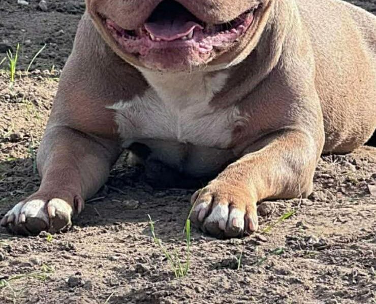 American bully pocket lilac štenci