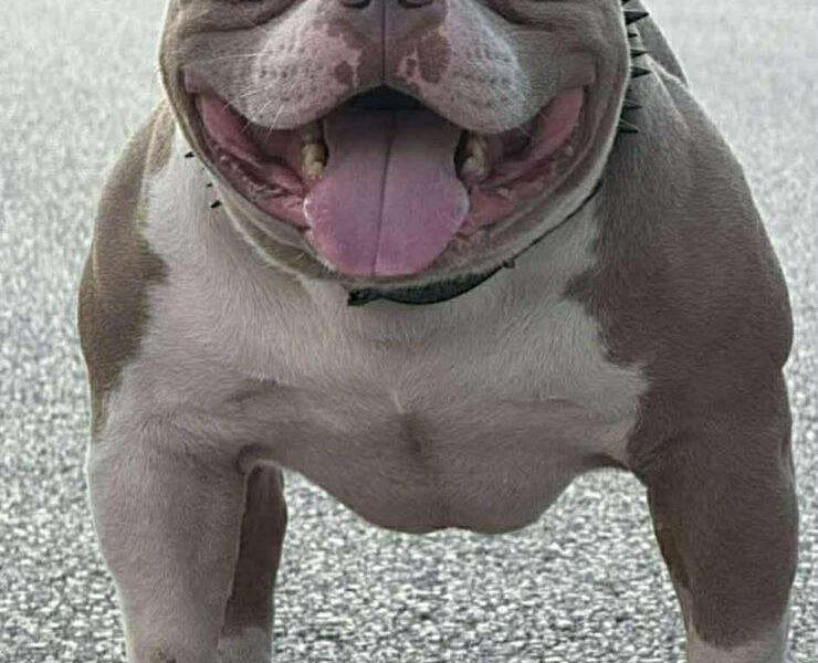 American bully pocket lilac štenci