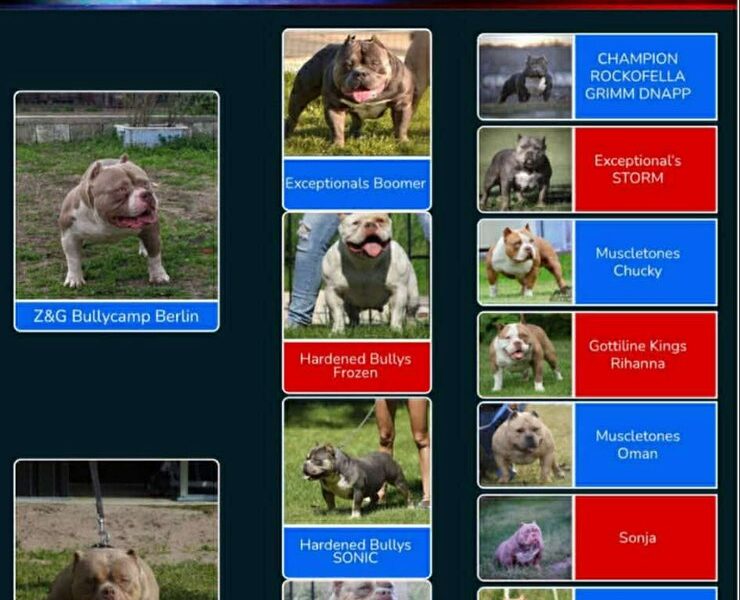 American bully pocket lilac štenci
