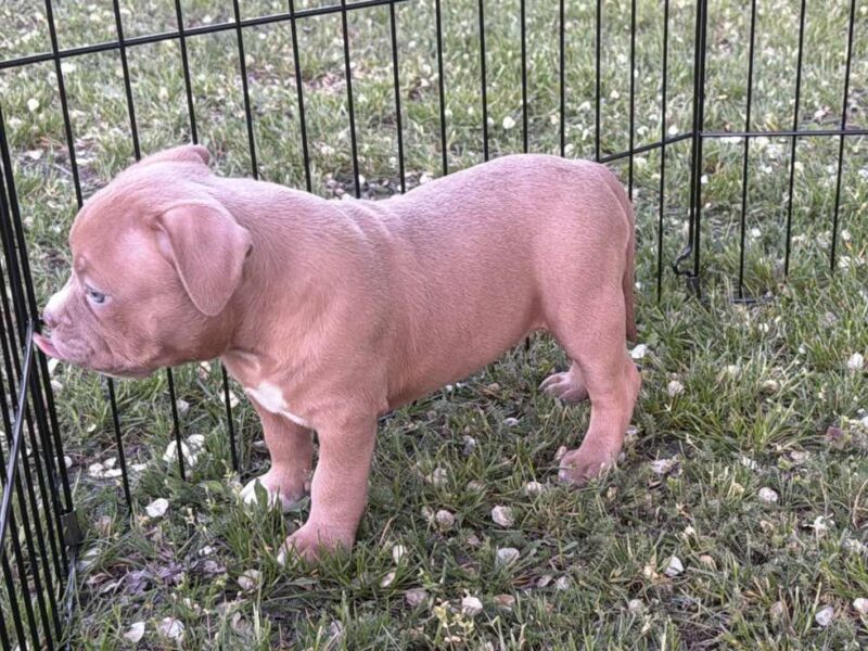American bully pocket lilac štenci