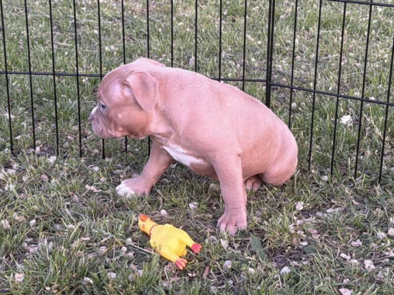 American bully pocket lilac štenci