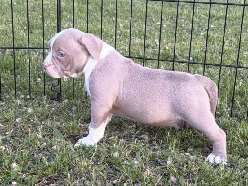 American bully pocket lilac štenci