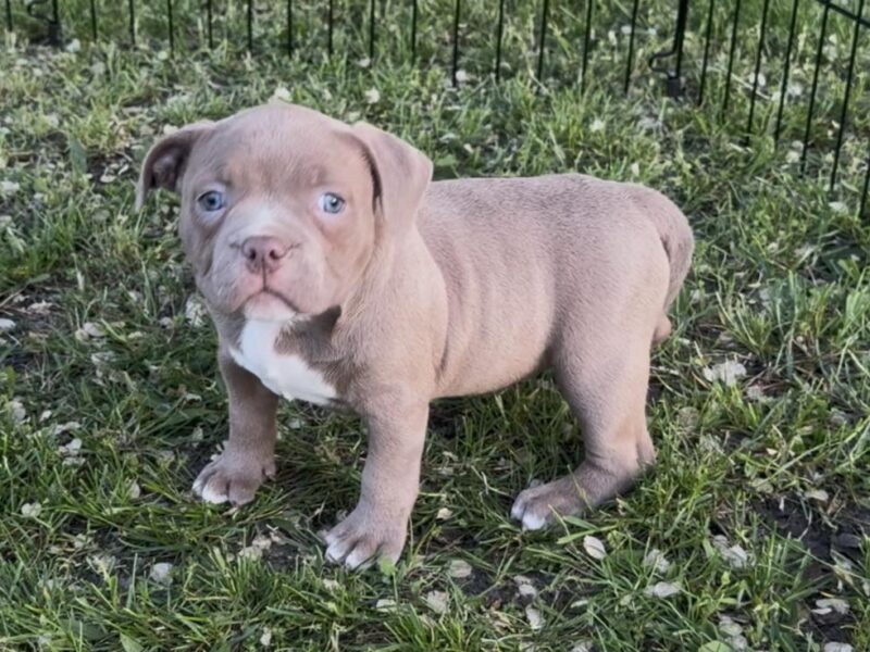 American bully pocket lilac štenci