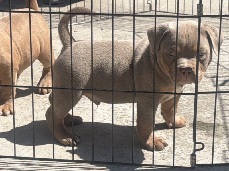 American bully pocket lilac štenci
