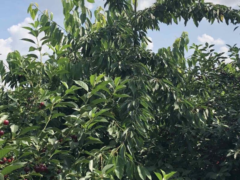Na prodaju vrhunski voćnjak trešnje 3 ha – Kolari kod Smedereva