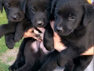 Prodajem tri muska steneta Labradora