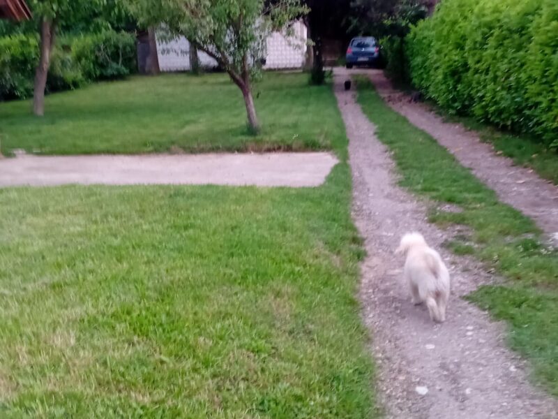 Avala, blizu megamarketa Koka Mar, 200 m2