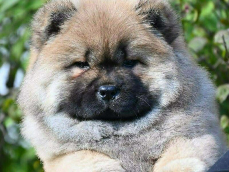 Chow Chow Cau Cau Čau Čau