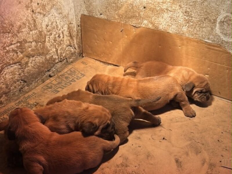 Bordoška Doga prelepi štenci