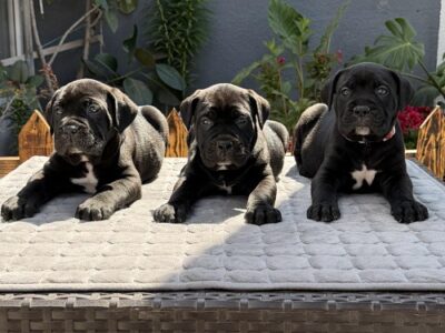 Crni Cane Corso štenci - rezervacije u toku