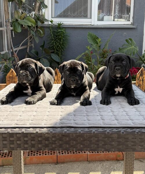 Crni Cane Corso štenci - rezervacije u toku