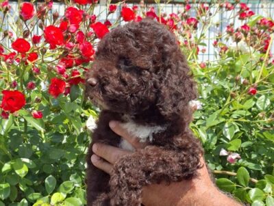 Lagoto Romanjolo (Lagotto Romagnolo)