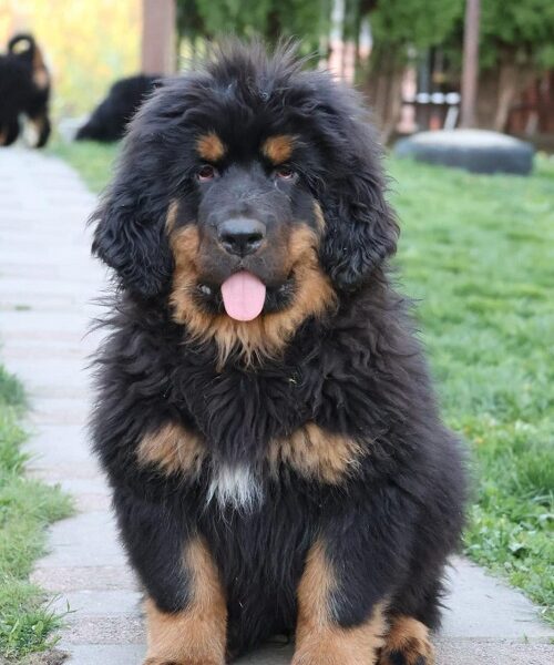 Tibetski mastif, štenci