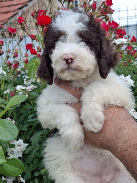 Lagoto Romanjolo (Lagotto Romagnolo)