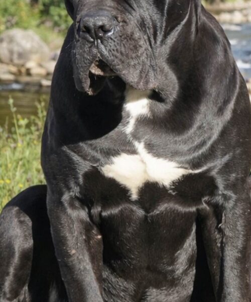 Crni Cane Corso štenci - rezervacije u toku