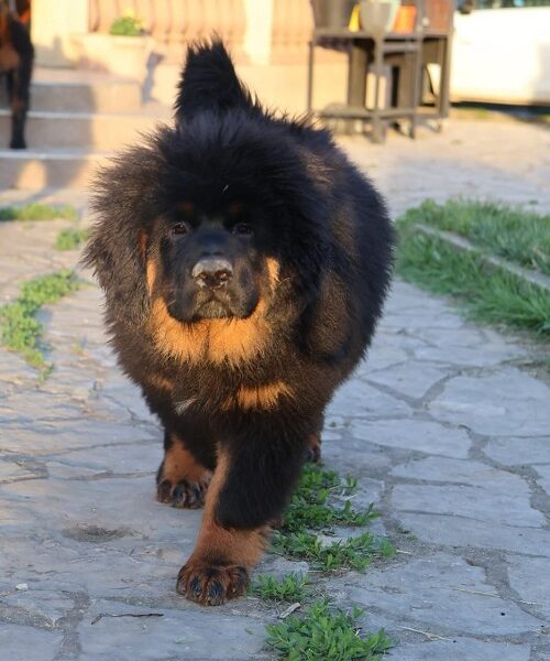 Tibetski mastif, štenci