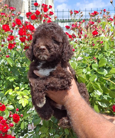 Lagoto Romanjolo (Lagotto Romagnolo)