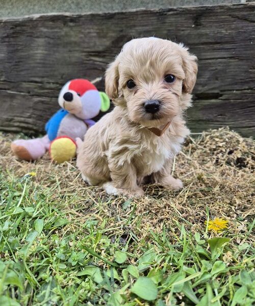 Mini maltipoo