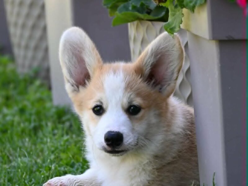 Velški korgi/Welsh Corgi Pembroke
