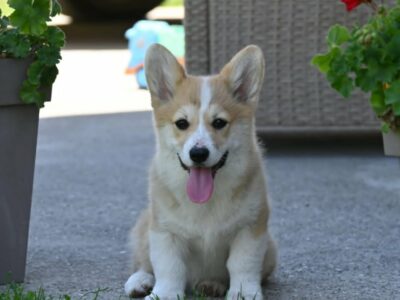 Velški korgi/Welsh Corgi Pembroke