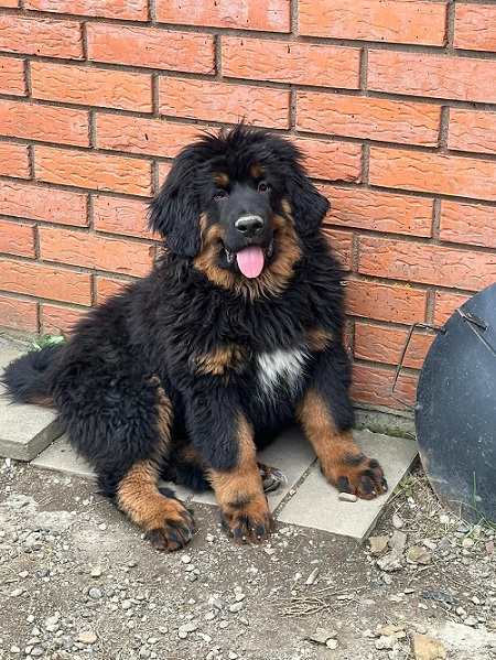 Tibetski mastif, štenci