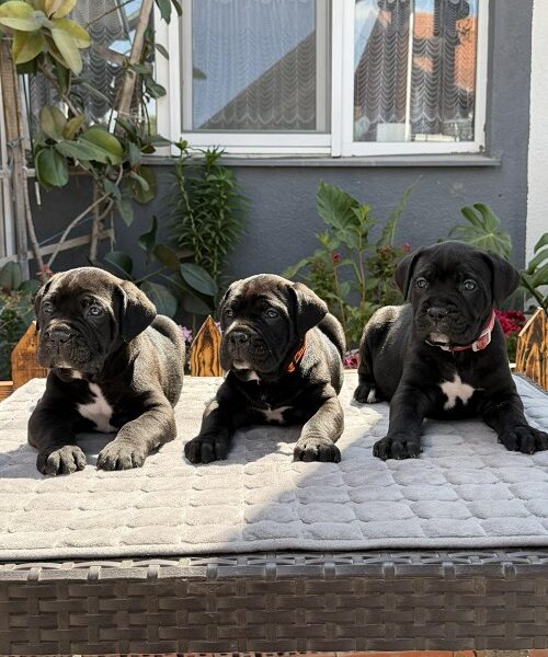 Crni Cane Corso štenci - rezervacije u toku