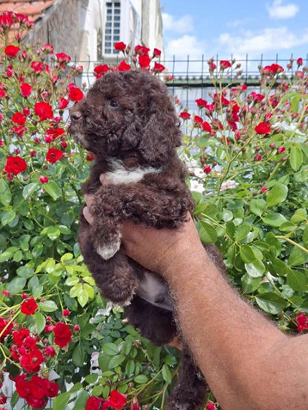 Lagoto Romanjolo (Lagotto Romagnolo)