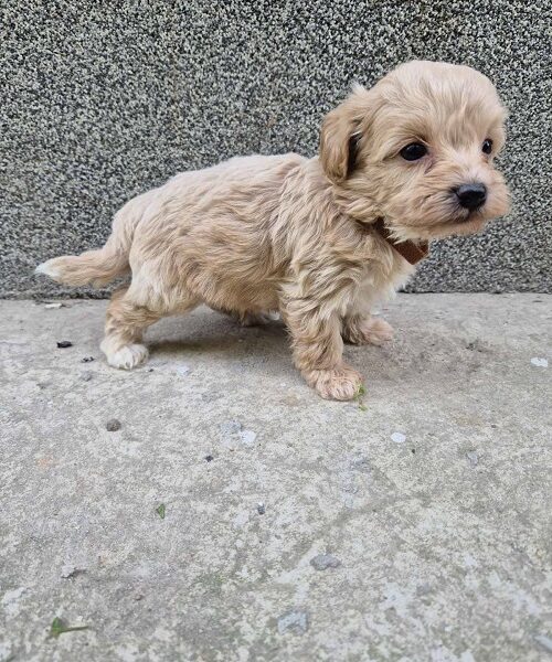Mini maltipoo